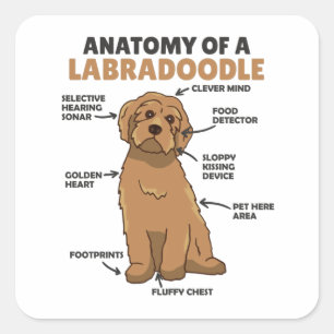 Sticker Carré Anatomie D'Un Labradoodle Cute Canine Chiot