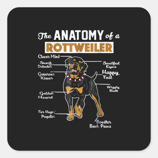 Sticker Carré Anatomie d'un Rottweiler (Devant)