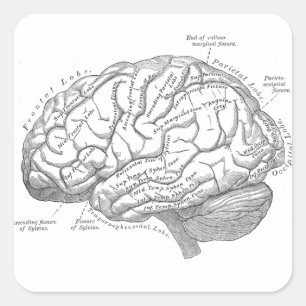 Sticker Carré Anatomie vintage du cerveau