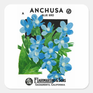 Sticker Carré Anchusa