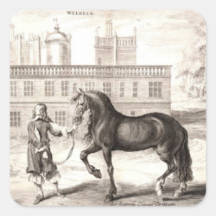Sticker Carré Andalou PRE Horse Vintage Engraving Art