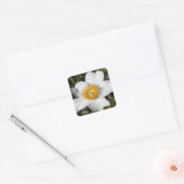 Sticker Carré Anémon blanc (Enveloppe)