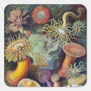 Sticker Carré Anémone marine vintage de Haeckel