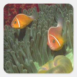 Sticker Carré Anemonefish rose dans l'actinie de Magnificant