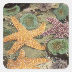 Sticker Carré Anémones géantes vertes et étoiles de mer ocre