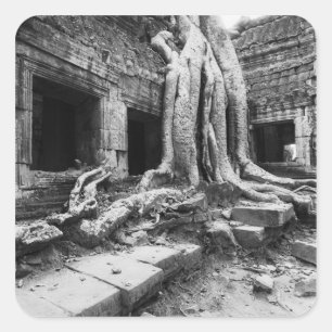 Sticker Carré Angkor Cambodge, Ta Prohm Tree