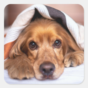 Sticker Carré Anglais Cocker Spaniel Chien