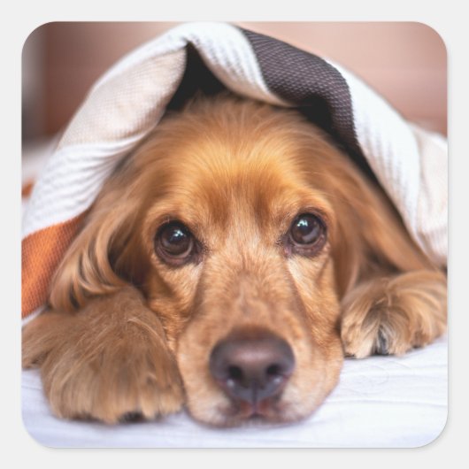 Sticker Carré Anglais Cocker Spaniel Chien (Devant)