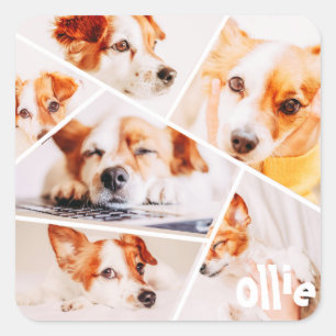 Sticker Carré Animaux de compagnie Moderne Simple Personnalisé 6