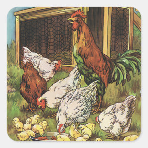 Sticker Carré Animaux de ferme vintage, coq, poules, poulets