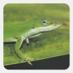 Sticker Carré Anolis vert, Anolis carolinensis, adulte sur un pa