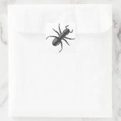 Sticker Carré Ant (Sac)
