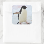 Sticker Carré Antarctica. Île Petermann. Adelie penguin (Sac)