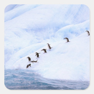 Sticker Carré Antarctica, péninsule Antarctique. Chinstrap