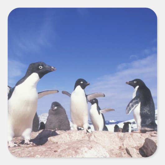 Sticker Carré Antarctique, Adelie Penguin Pygoscelis (Devant)