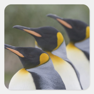 Sticker Carré Antarctique, île de Géorgie du Sud Royaume-Uni), r