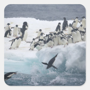 Sticker Carré Antarctique, île Paulet. Manchots Adélie