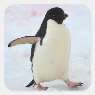 Sticker Carré Antarctique. Île Petermann. Manchot Adélie