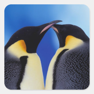 Sticker Carré Antarctique, Manchots empereurs