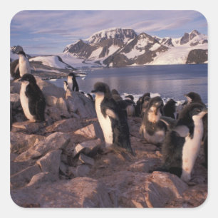 Sticker Carré Antarctique, poussins de manchots Adélie