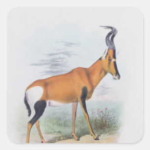 Sticker Carré Antelope, du livre d'Antelopes,