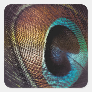 Sticker Carré Antique Hues Peacock Feather Eye