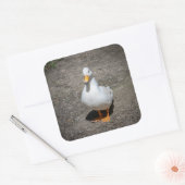 Sticker Carré Appeler canard (Enveloppe)