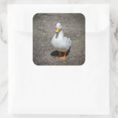 Sticker Carré Appeler canard (Sac)