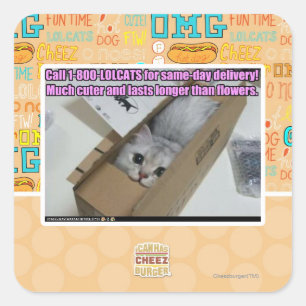Sticker Carré Appelez 1-800-LOLCATS