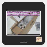 Appelez 1-800-LOLCATS