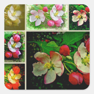Sticker Carré Apple Blossom Collage - Photo numérique améliorée