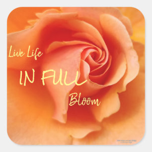 Sticker Carré Apricot Peach Rose Flower Close Up