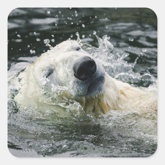 Sticker Carré Aqua Aura de l'ours polaire (Devant)