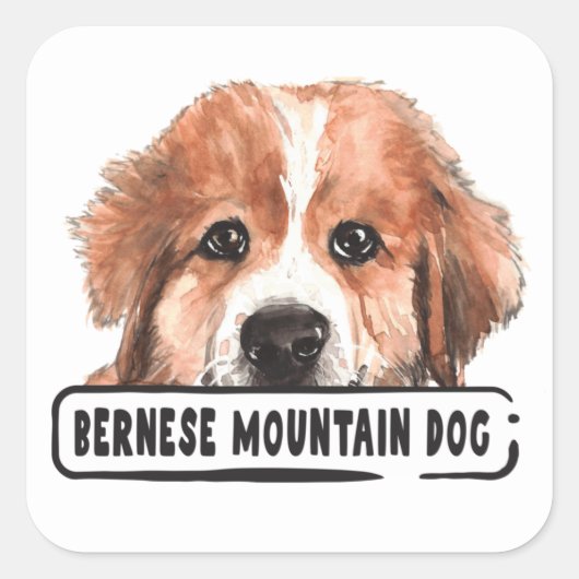 Sticker Carré Aquarelle Bernese Mountain Dog (Devant)
