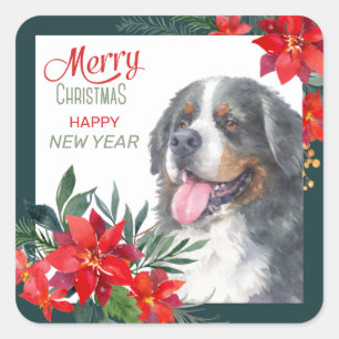 Sticker Carré Aquarelle Bernese Mountain Dog Poinsettia