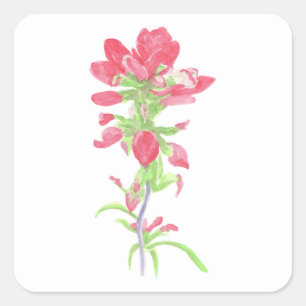 Sticker Carré Aquarelle Indian Paintbrush Flower
