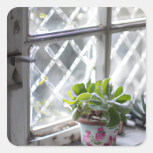 Sticker Carré Aquarelle Joli Plante dans la fenêtre