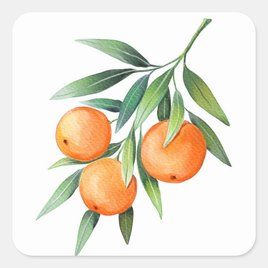 Sticker Carré Aquarelle Orange Fruits : Branches Isolées. (Devant)