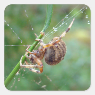 Sticker Carré Araneus - Orb Weaver Spider