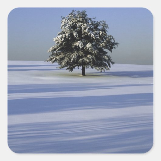 Sticker Carré Arbre dans le paysage couvert de neige (Devant)