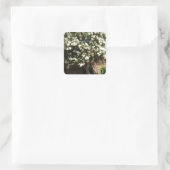 Sticker Carré Arbre De Jasmin En Fleur (Sac)
