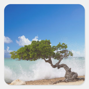 Sticker Carré Arbre Divi Divi, Plage Eagle, Aruba, Caraïbes