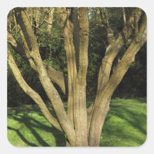 Sticker Carré Arbre ensoleillé