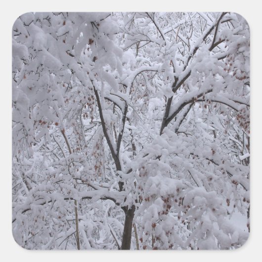 Sticker Carré Arbres à neige (Devant)