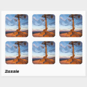 Sticker Carré Arbres accrochés à Ledge, Parc national du canyon (Feuille)