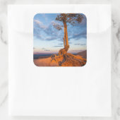 Sticker Carré Arbres accrochés à Ledge, Parc national du canyon (Sac)