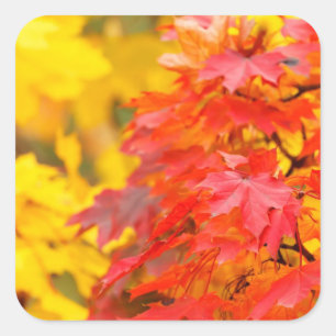Sticker Carré Arbres avec le feuille orange et jaune en automne