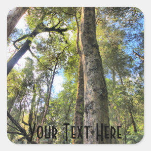 Sticker Carré Arbres de gomme australiens d'eucalyptus de forêt