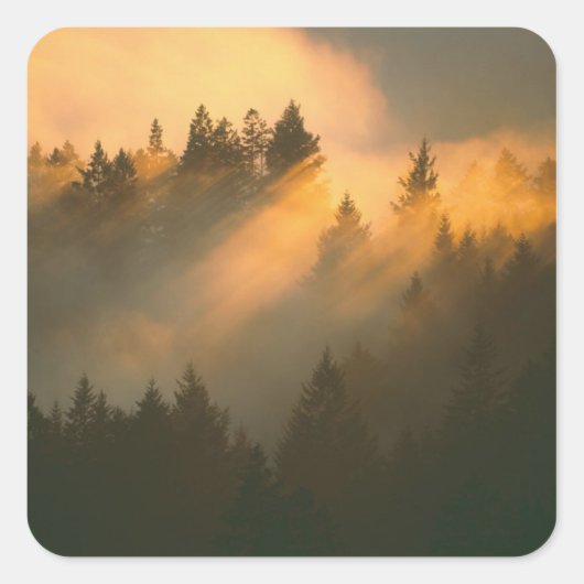 Sticker Carré Arbres de séquoia dans le brouillard côtier, comté (Devant)