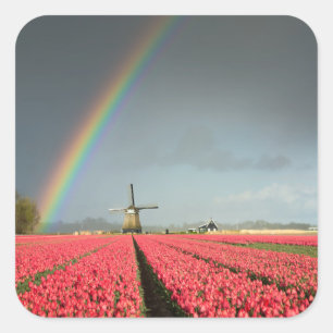 Sticker Carré Arc-en-ciel, tulipes et vignette